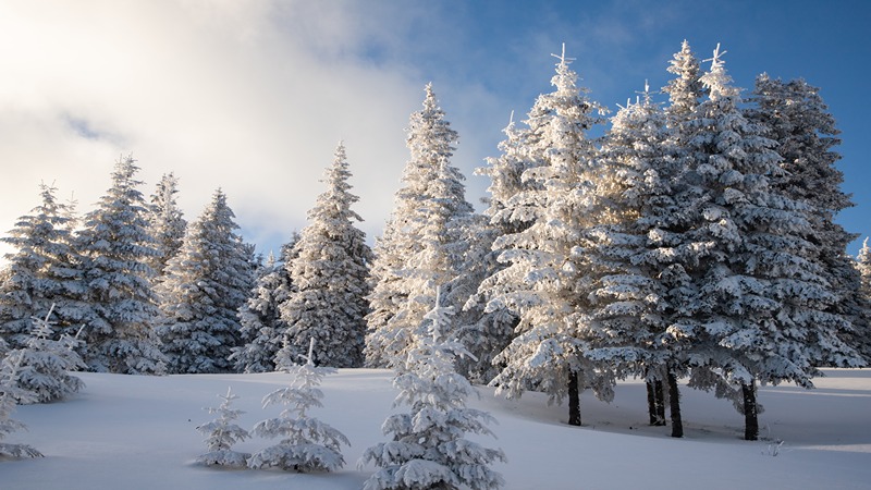 Winter Wonderland