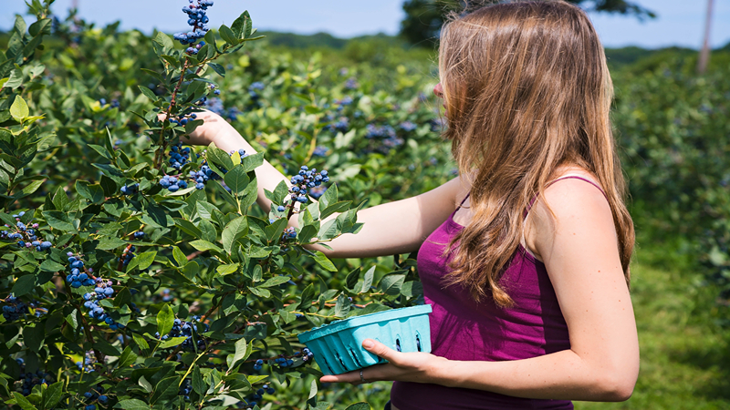 BLUEBERRY FIELDS OF STILLWATER