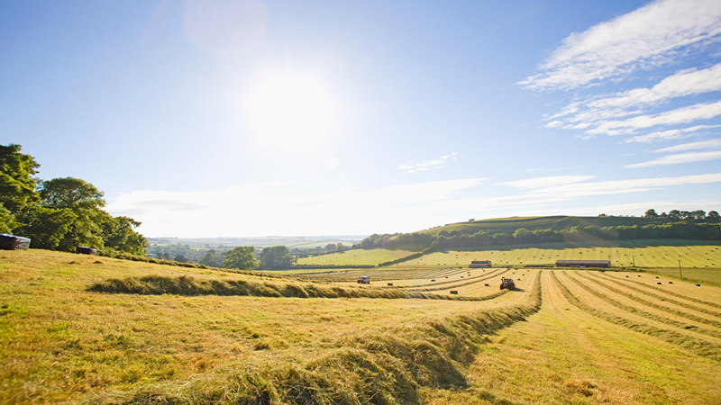 COUNTRY SUN FARM