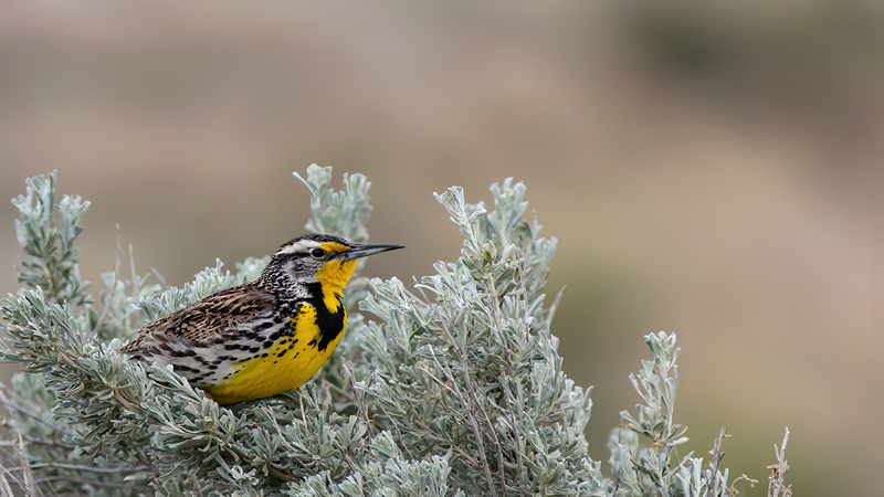 NEXT BEND BIRDING TOURS