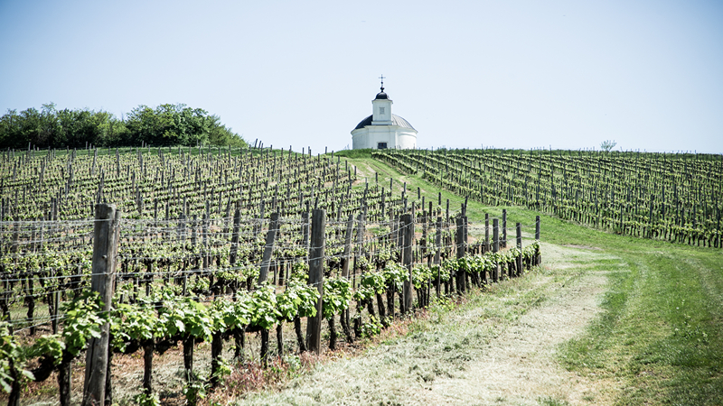 SAINT CROIX VINEYARDS